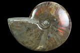 Flashy Red Iridescent Ammonite - Wide #127920-1